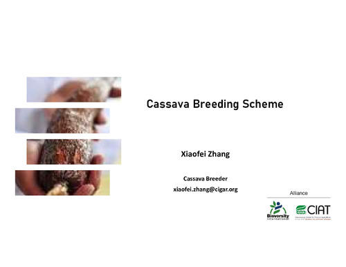 Cassava breeding scheme