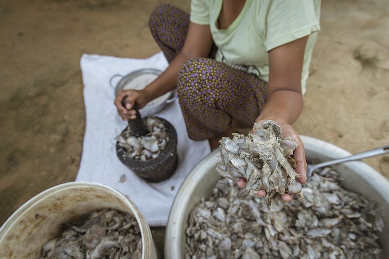 Cambodians have been consuming Prahoc for generations and it serves as a key source of protein and essential nutrients in their diet. Photo: Fani Llauradó