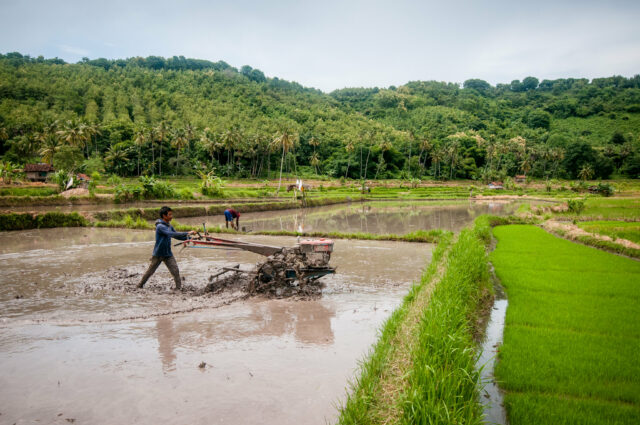 Rice farmer ploughing his rice field. Photo by Aulia Erlangga/CIFOR