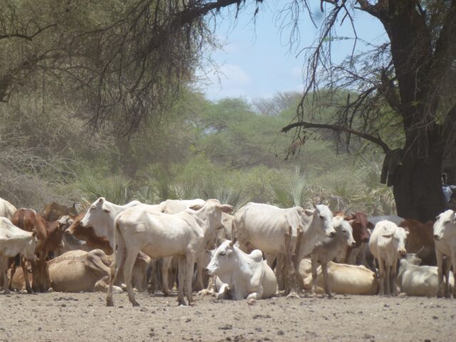 Livestock waiting to drink at a traditional deep well source at Garba Tulla, Isiolo, Kenya