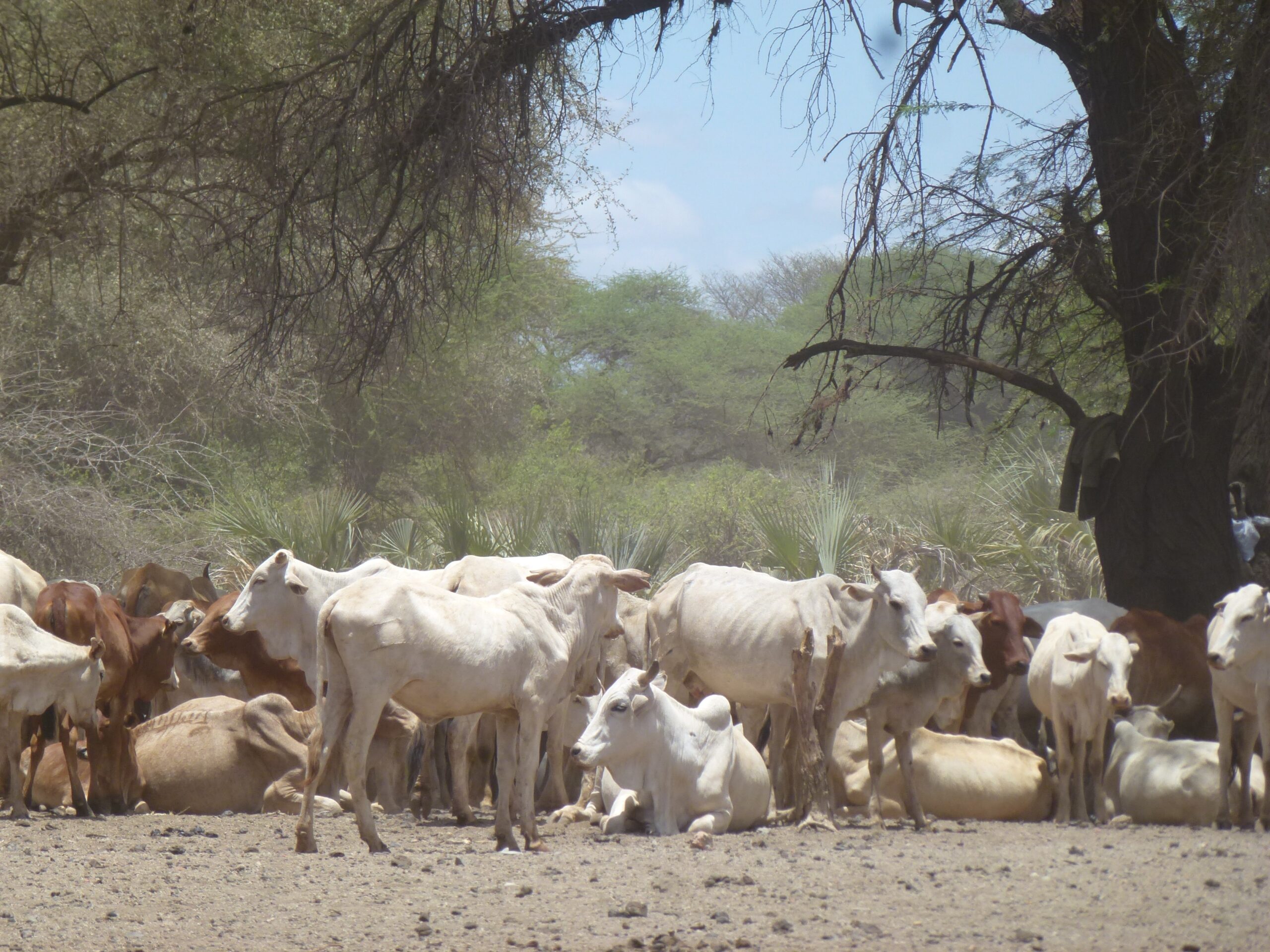 Livestock waiting to drink at a traditional deep well source at Garba Tulla, Isiolo, Kenya