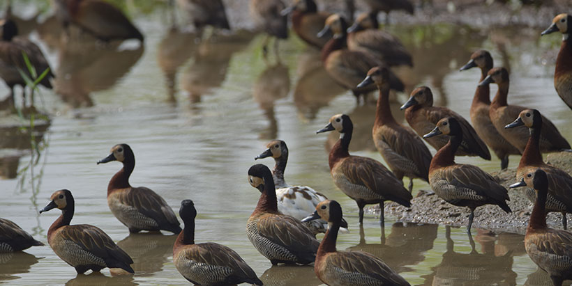 Rare White-faced Whistling duck in a flock of normal-colored Whistling ducks.