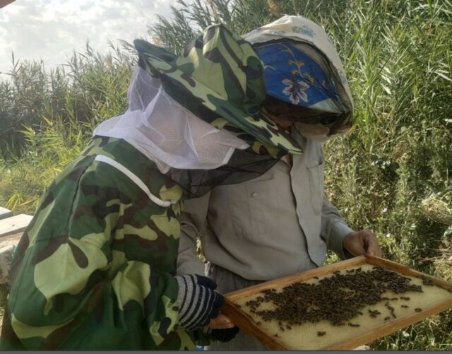 Olga & Sergey inspecting a hive (ICARDA)