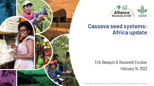 Cassava seed systems Africa update