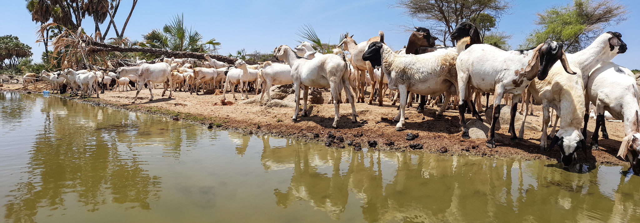 Goats drink water at a drying river in Isiolo county, Kenya