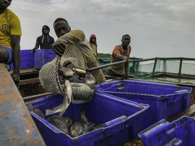 With its abundant water resources, Nigeria can leverage its fisheries and aquaculture sector to significantly improve nutrition in their diet, particularly in sub-Saharan Africa. Photo: D. Oguntade