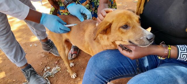 A dog gets a rabies vaccine in Machakos County, Kenya