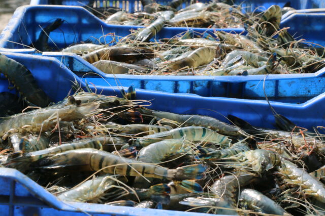 Shrimp in Bangladesh. Photo by Anisuzzaman/WorldFish.