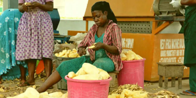 Woman-peeling-cassava-for-processing