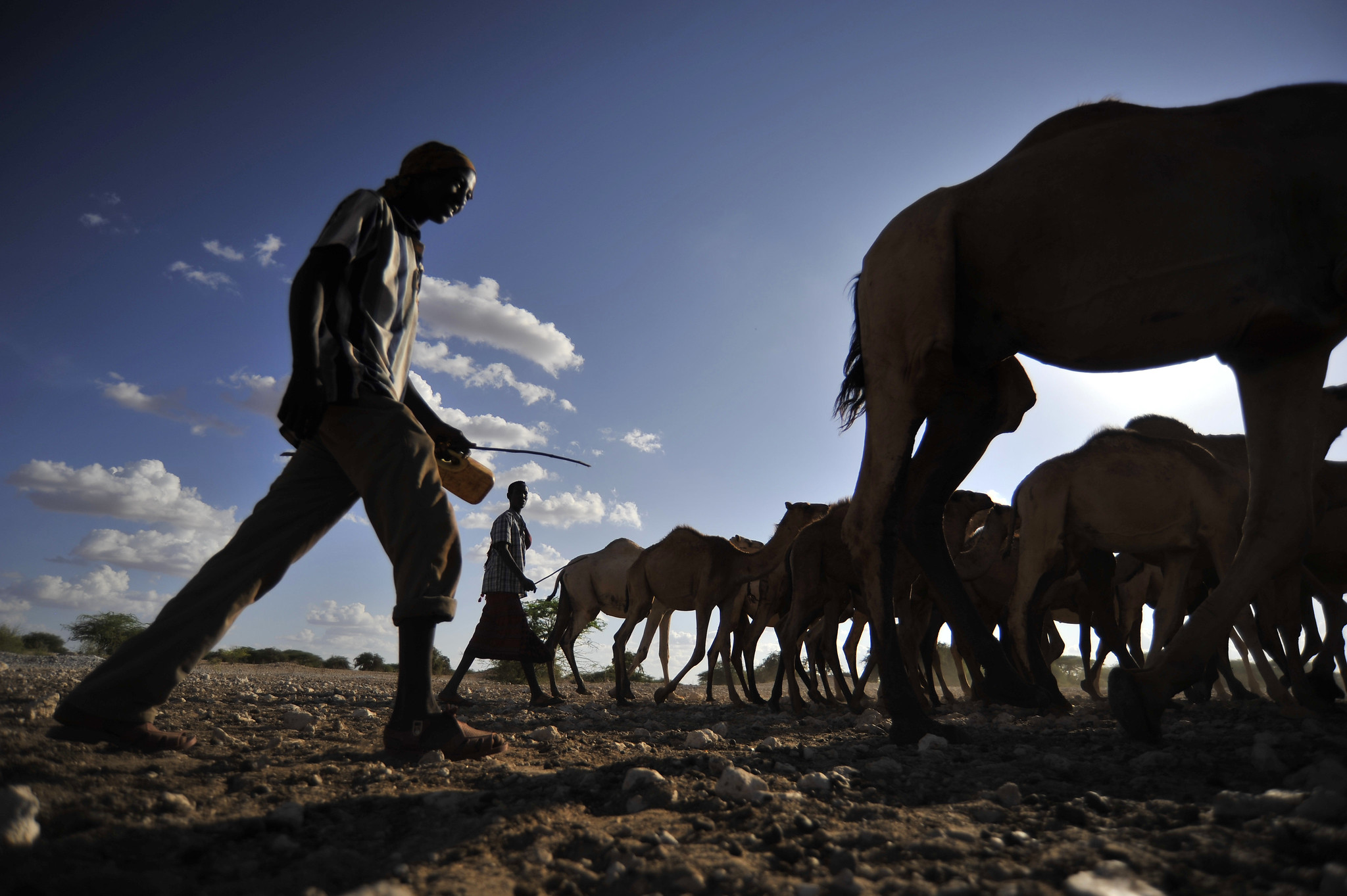 Camels at a water point near Wajir, Kenya. Photo by R. Gangale/ILRI 