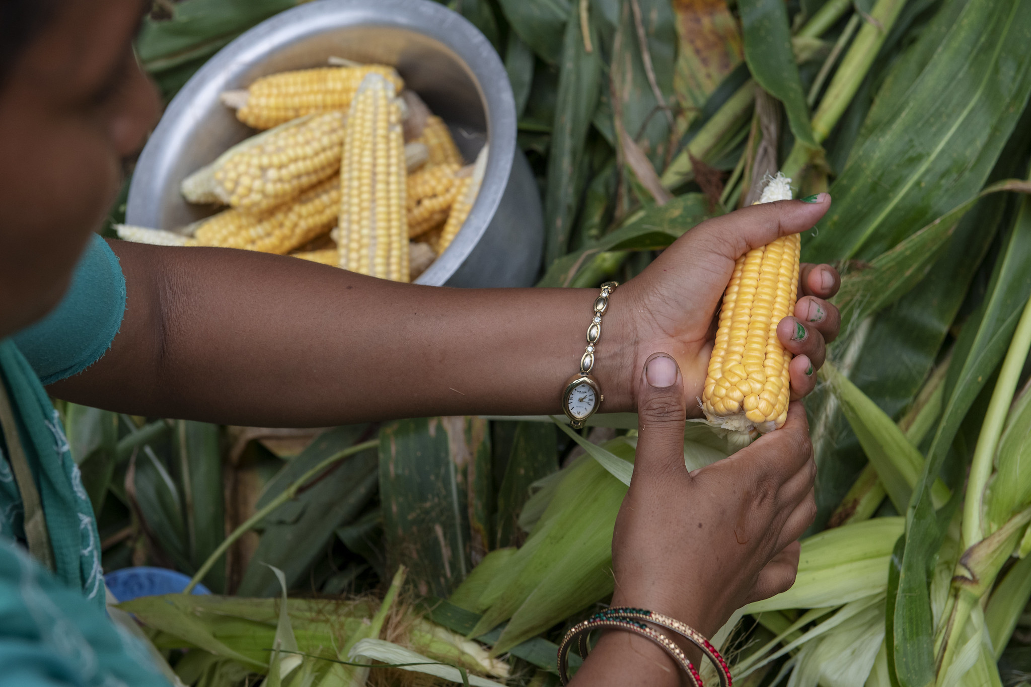 Farmer Sita Kumari examines corn in the field in Surkhet, Nepal. Photo by C. de Bode/CGIAR