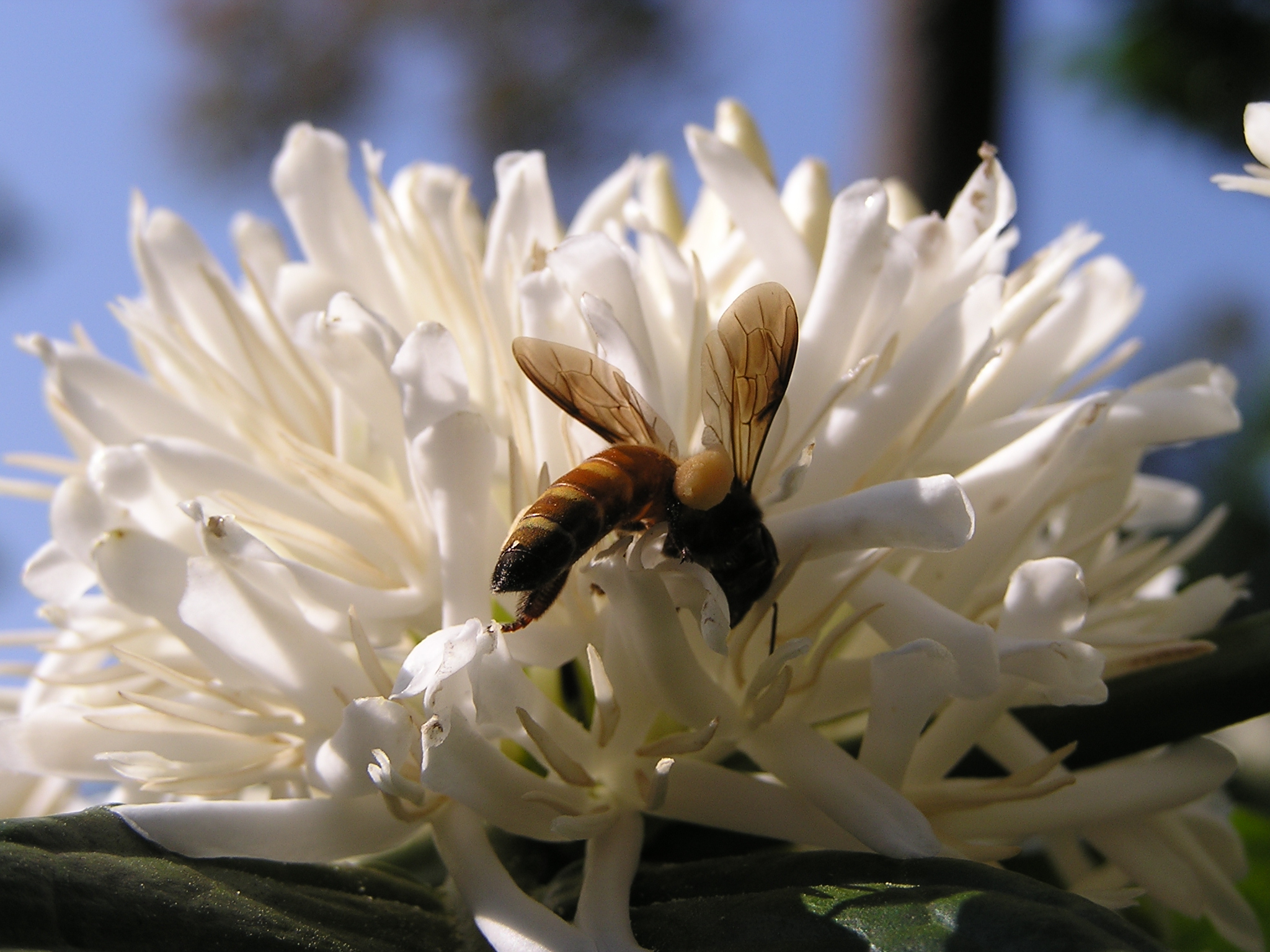 apis dorsata on coffee