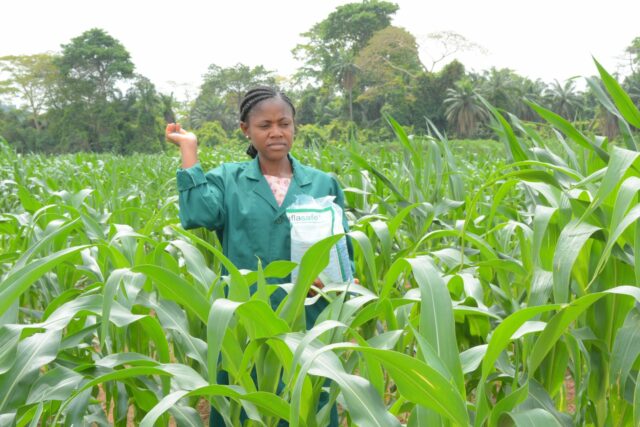 Application of Aflasafe to control of Aflasafe to control Aflatoxin