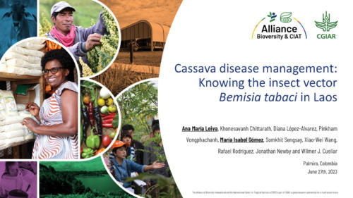 Cassava disease management