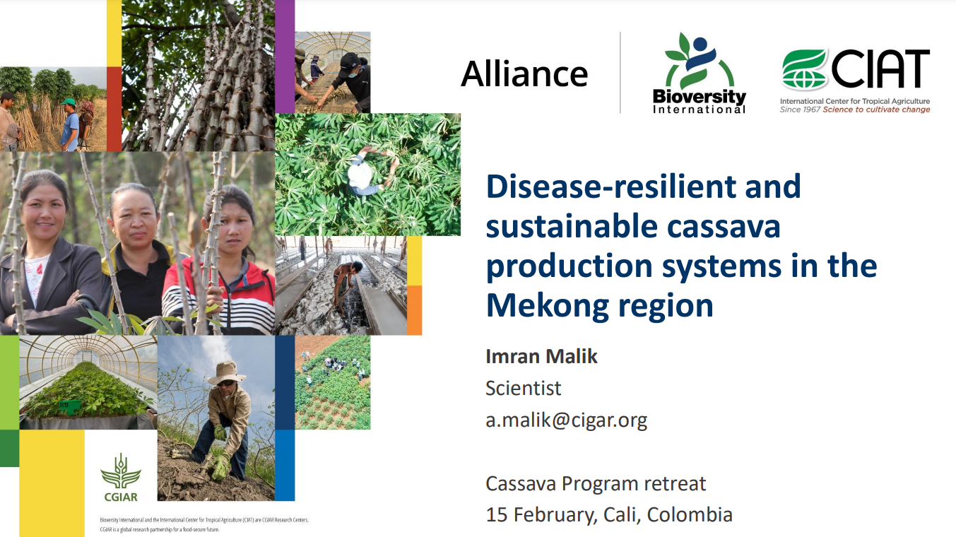Disease-resilient and sustainable cassava production systems in the Mekong region.