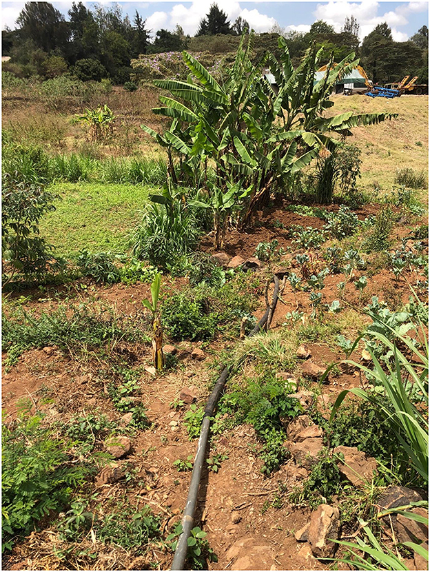 Farm on the banks of Mbagathi River, Ongata Rongai, Nairobi