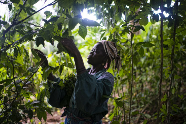 Photo credit: Ollivier Girard/CIFOR