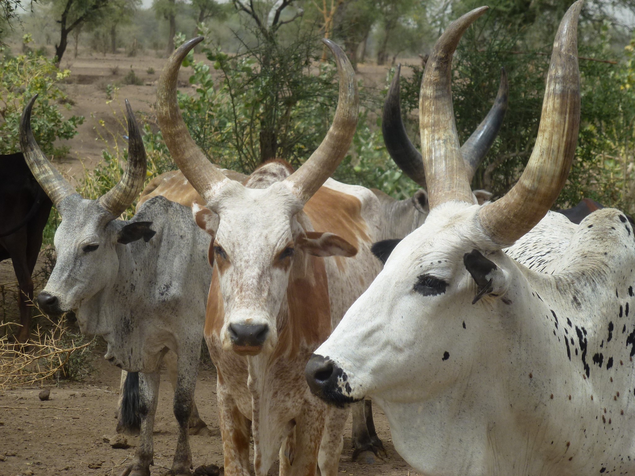 Cattle in Afar Ethiopia (photo credit: ILRI/ Fiona Flintan)