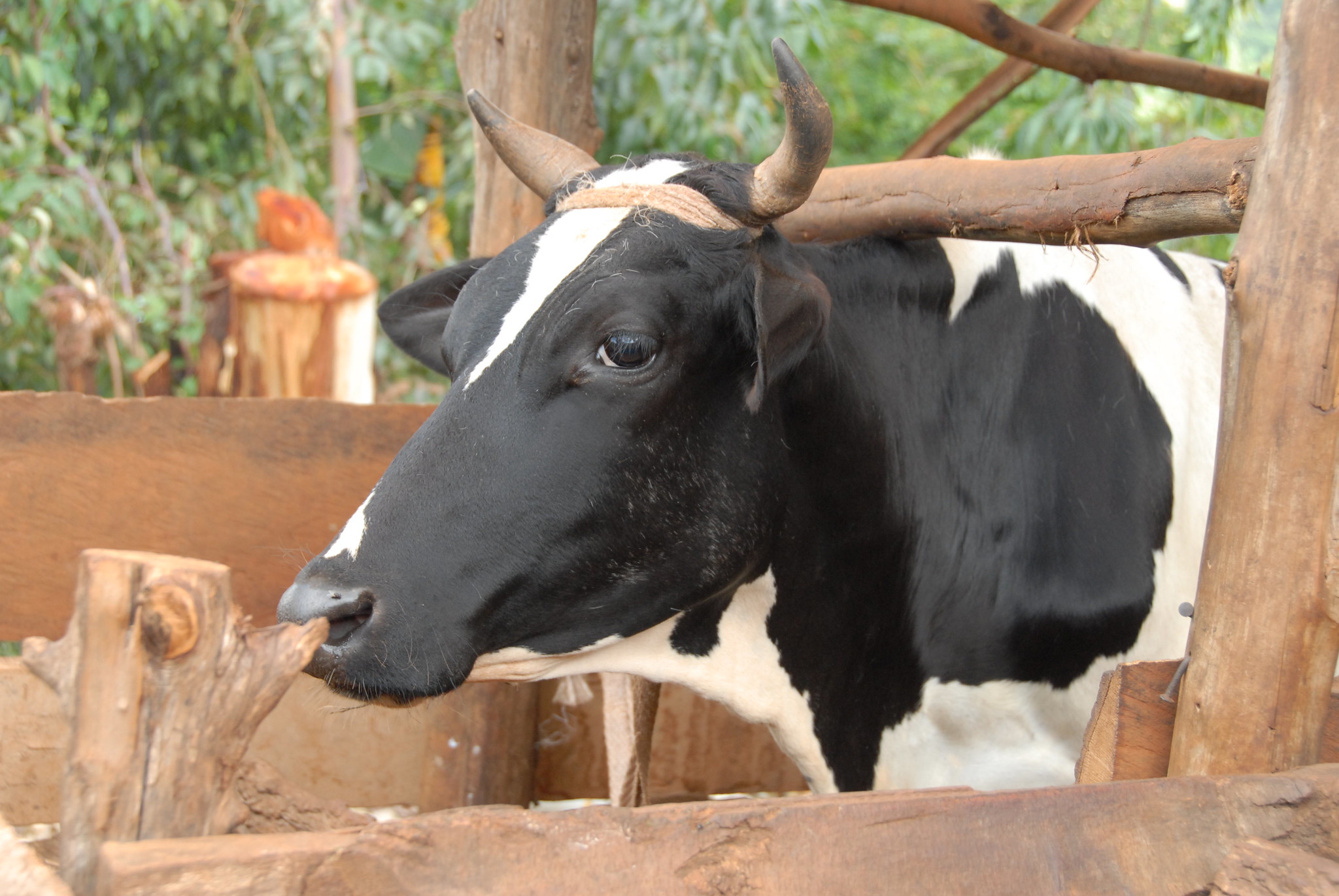 Cow in Ubiri village, Lushoto, Tanzania