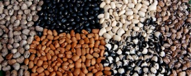 Diversity of cowpea seeds