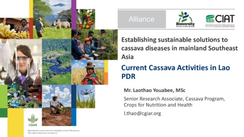 Establishing-sustainable-solutions-to-cassava-diseases-in-mainland-Southeast-Asia_Lao
