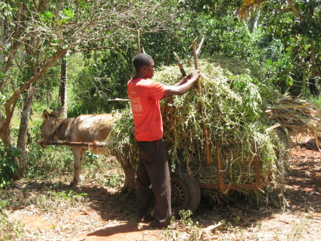 Feed collection in Tanzania (ILRI/Brigitte L. Maass)
