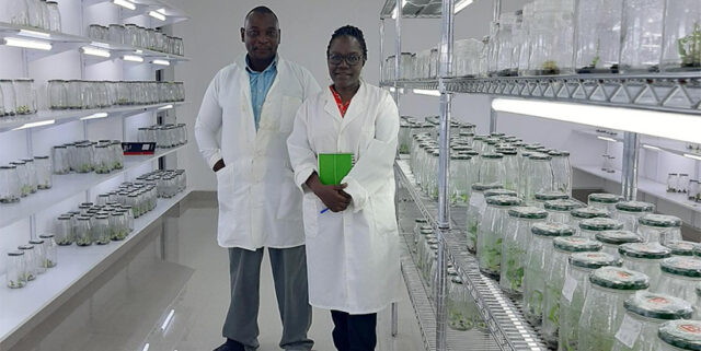 Frankie and Delphine at Hortinet tissue culture laboratory growth room filled with banana cultures.