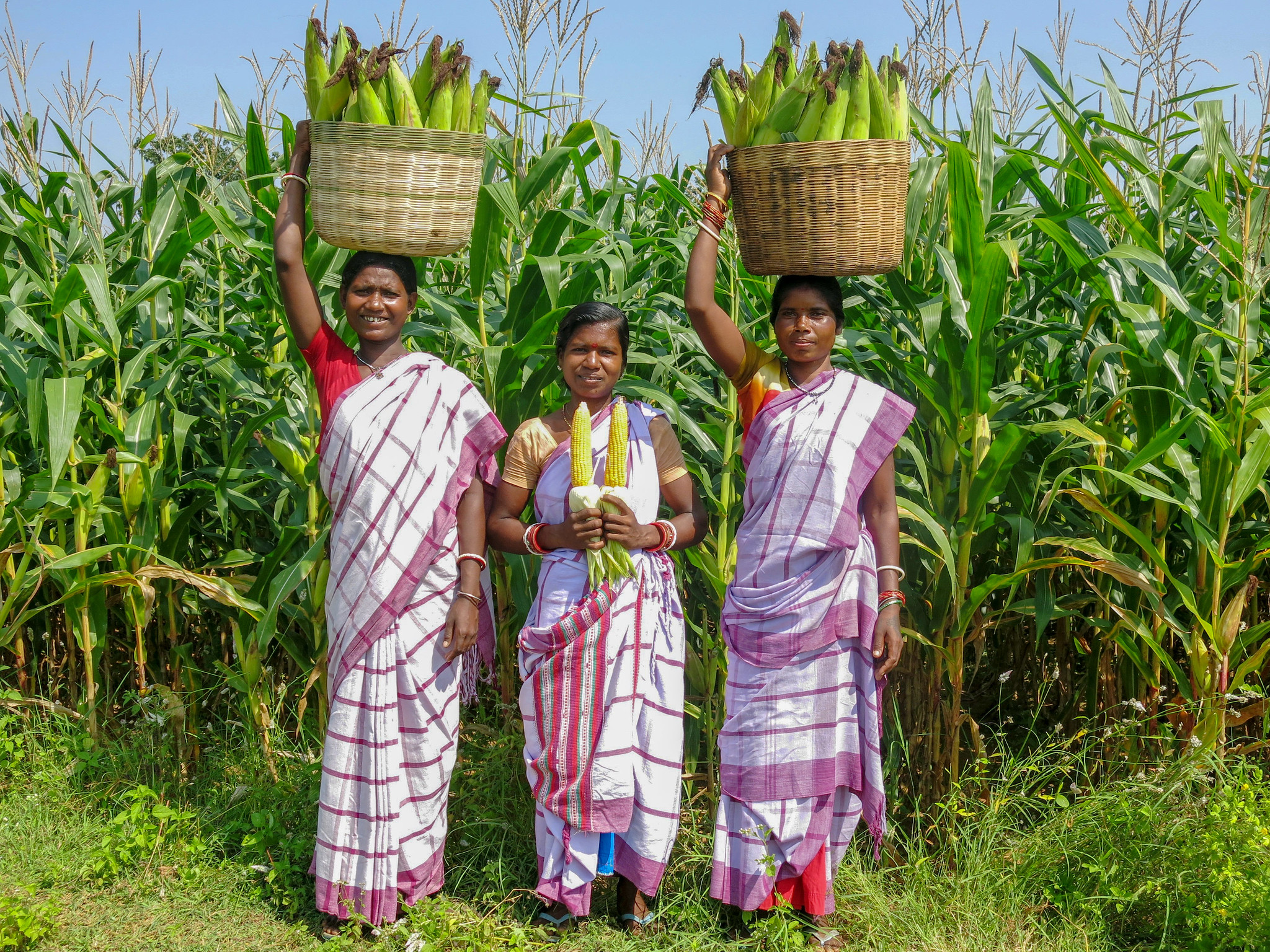 Women group harvested green cobs of hybrid maize