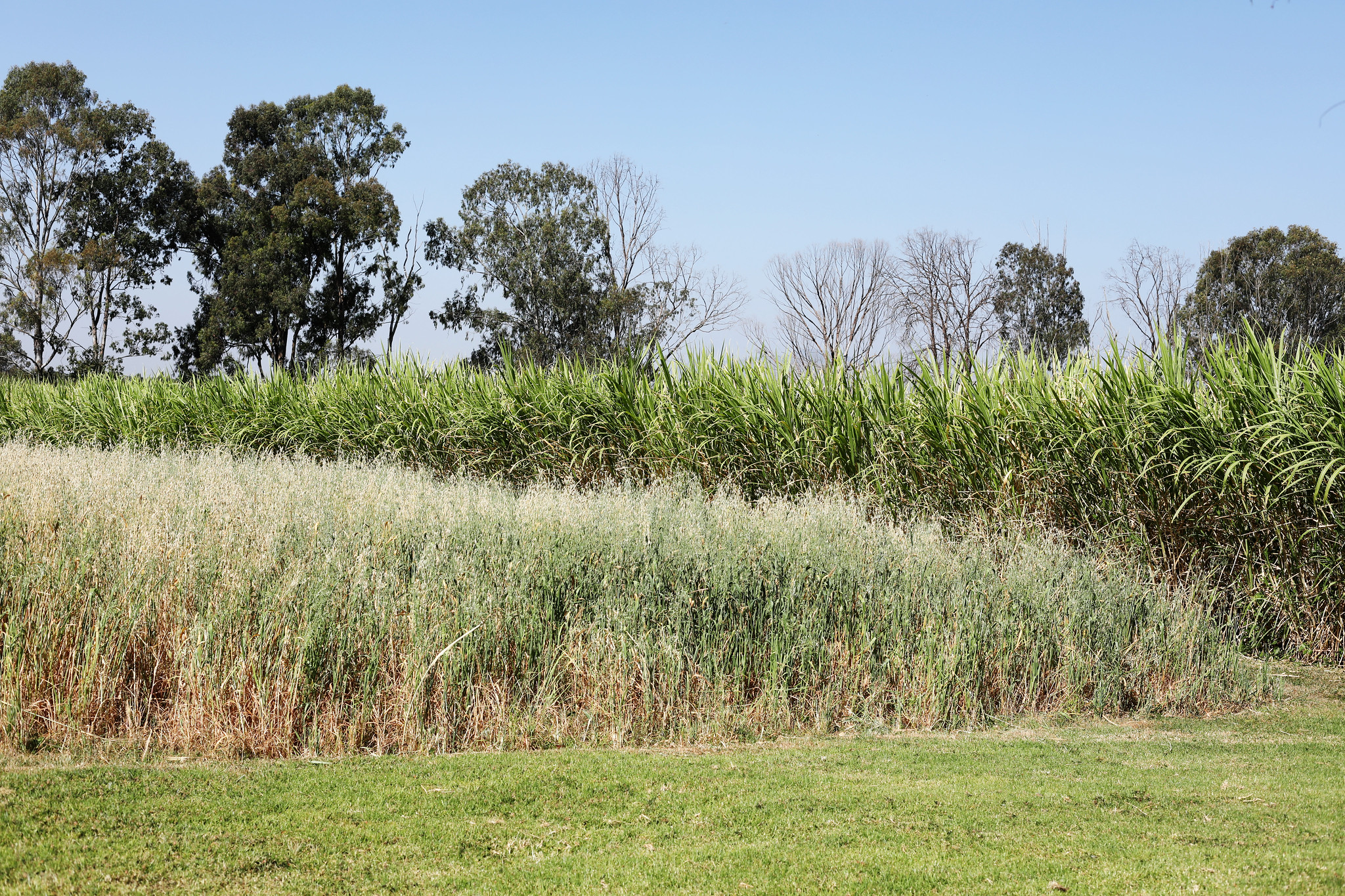 Napier grass and oats plots in Debre Zeit, Ethiopia (photo credit: Global Crop Diversity Trust/Shawn Landersz)