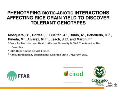 Phenotyping biotic-abiotic interactions affecting rice grain yield to discover tolerant genotypes