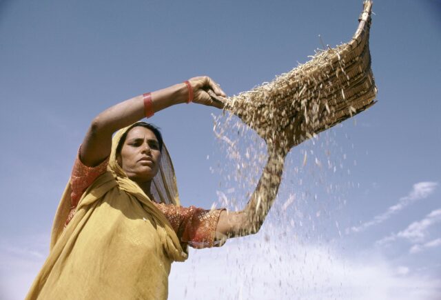 Sifting grain.