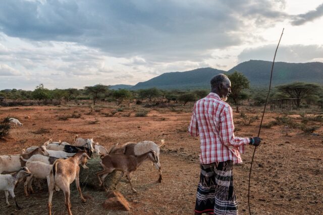 James Lenolkujuka surveys the wilderness outside his home in Lodung'okwe, Kenya on 22 November, 2021. Owing to the drought in northern Kenya Mr Lenolkujuka has to buy hay to feed his livestock because there isnÕt enough grazing pasture. He says that without rains, his animals will not survive the next three months. (Photo by Kabir Dhanji)