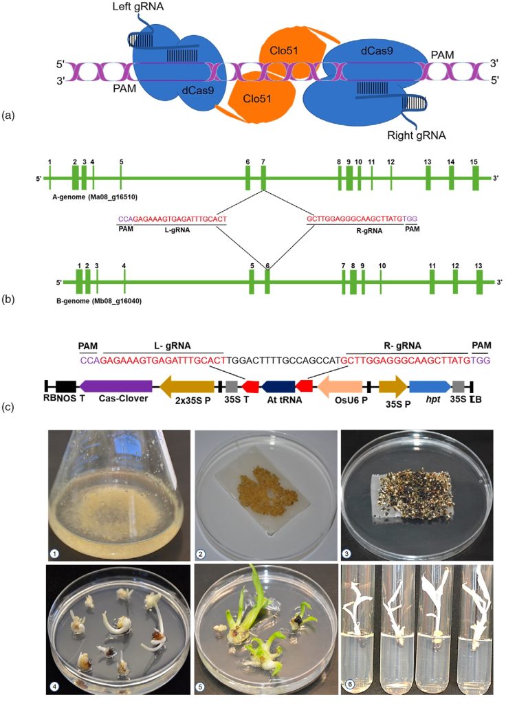Cas/CLOVER Genome Editing Tool.