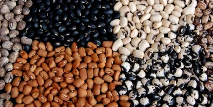 Diversity of cowpea seeds.