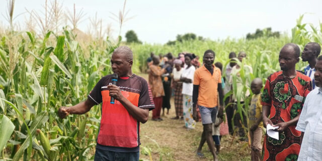 Lead farmer Demsa LGA Adamawa State Mr Dimas Hassan explaining the characteristics and performances of each improved variety of maize Sammaz 27, sammaz 15 and the local variety planted.