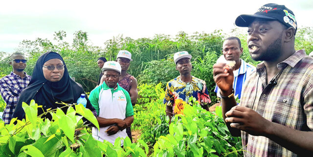 Prof Balogun and Segun Ibitoye from NASC explain to farmers the different between the varieties.