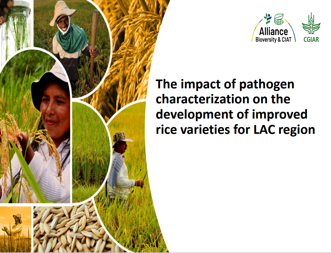 The impact of pathogen characterization on the development of improved rice varieties for LAC region