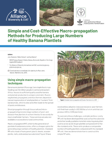 Simple and cost-effective macro-propagation methods for producing large numbers of healthy banana plantlets