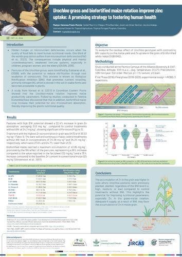 Urochloa grass and biofortified maize rotation improve zinc uptake - A promising strategy to fostering human health