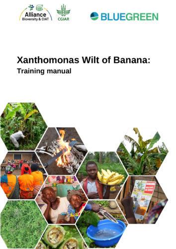 Xanthomonas wilt of banana - Training manual