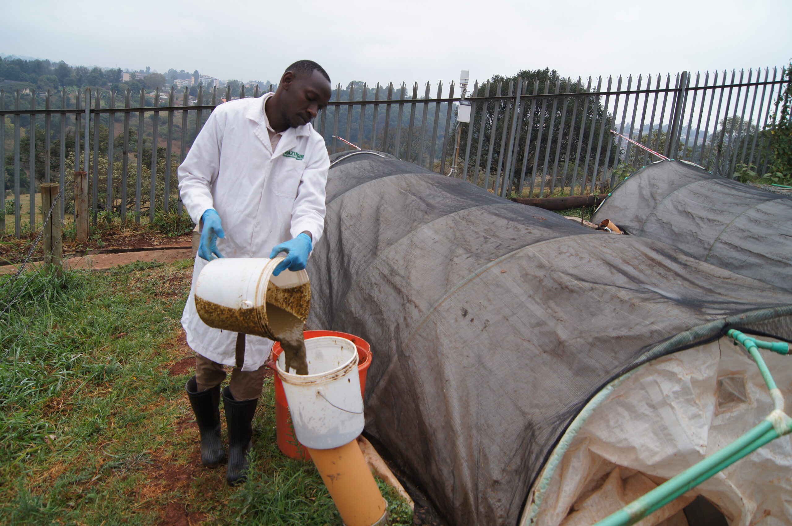 Staff member of Mazingira Centre experimenting with a biodigester breaking down manure to produce biogas and nutrient-rich fertiliser. Credit Daniel Mulat/ILRI