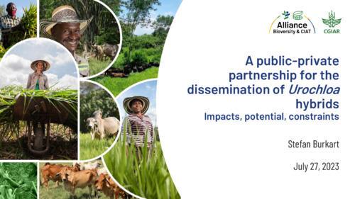 A public-private partnership for the dissemination of Urochloa hybrids: Impacts, potential, constraints