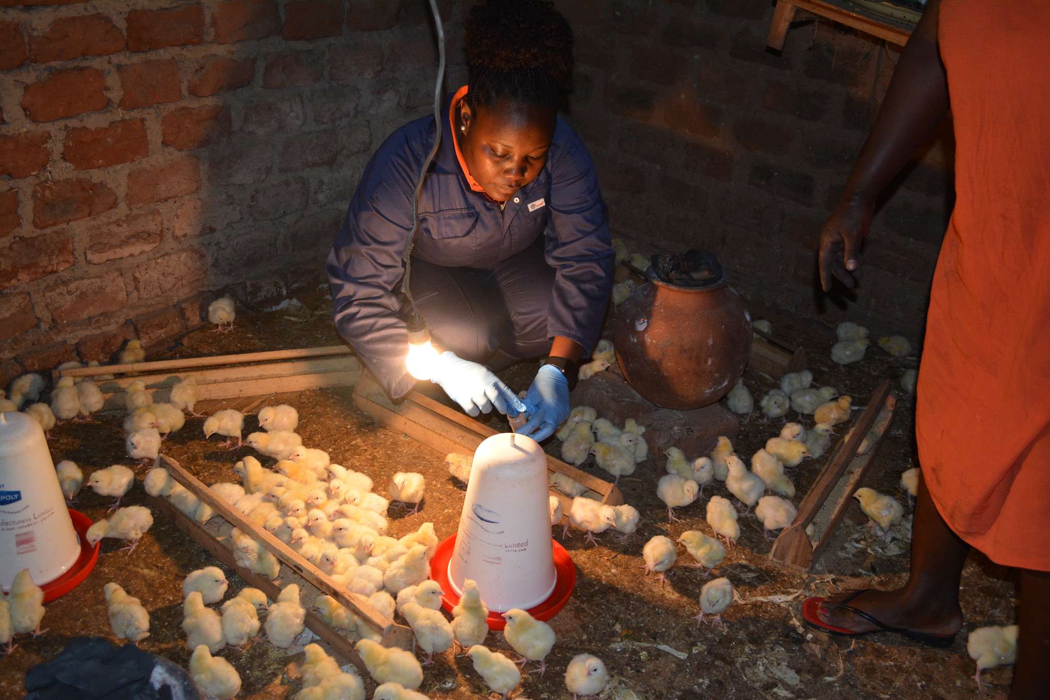 Sample collection from a smallholder farm in Uganda to assess the drivers of antimicrobial use in the poultry value chain