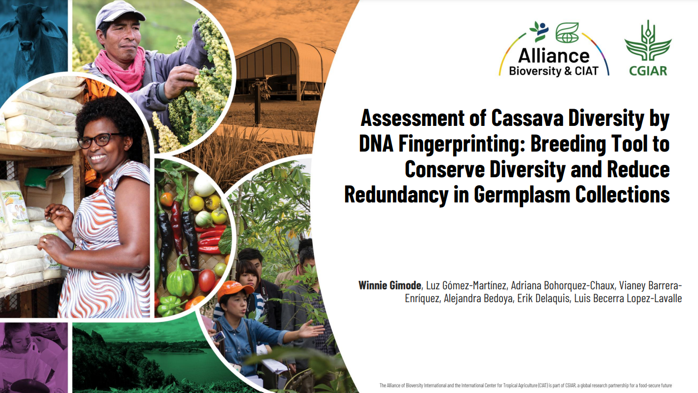 Assessment of cassava diversity by DNA fingerprinting - Breeding tool to conserve diversity and reduce redundancy in germplasm collections