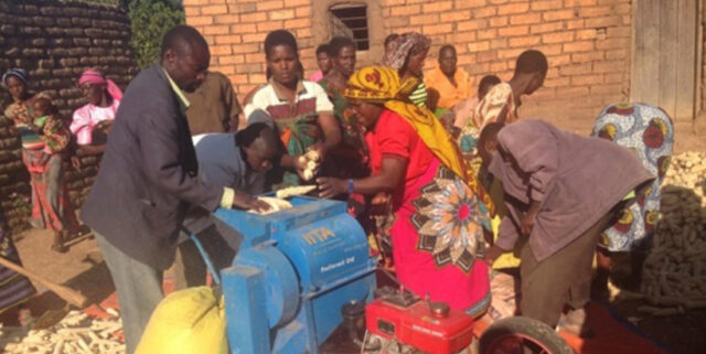 Farmers in Tanzania’s Mbozi District using maize sheller machines promoted by the Africa RISING – NAFAKA Project. (Photo Credit: Haroon Sseguya/IITA)