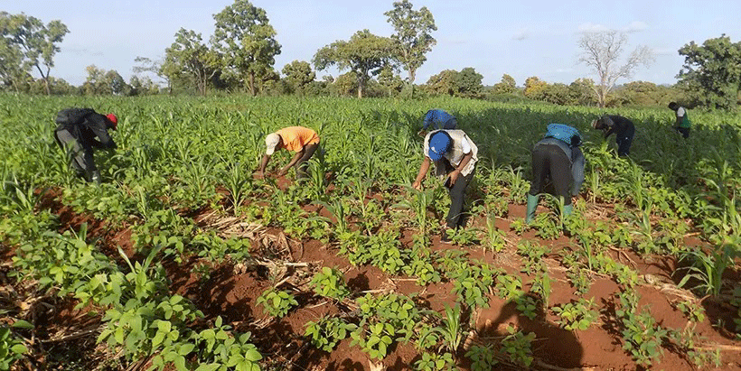 Farmers tending a maize farm intercropped with cowpea.