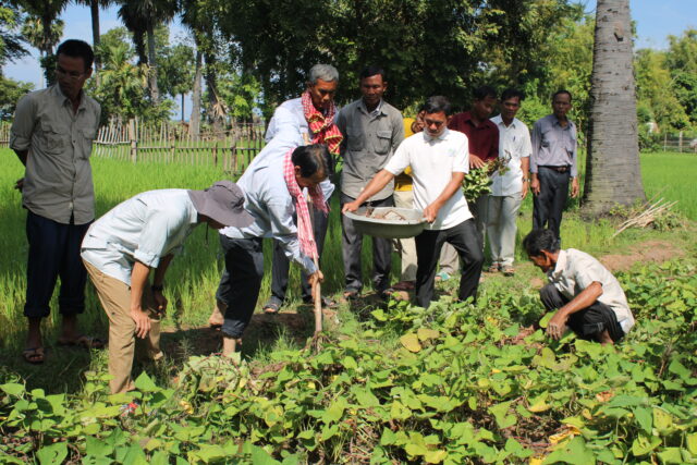 Farmers looking into the sweet potato cultivation in rice-mixed crop-based systems in Prey Veng province