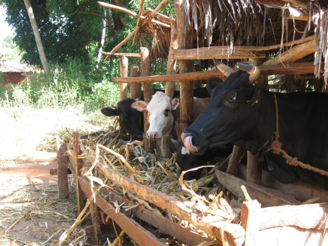 Maize Stover is a main cattle feed during the dry season in Tanzania (Photo: ILRI/Brigitte L. Maass).