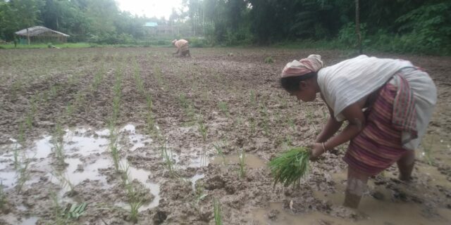 : A farmer transplants finger millet at the Krishi Vigyan Kendra, Tinsukia.