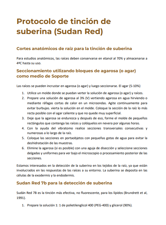 Protocolo de tinción de suberina (Sudan Red)